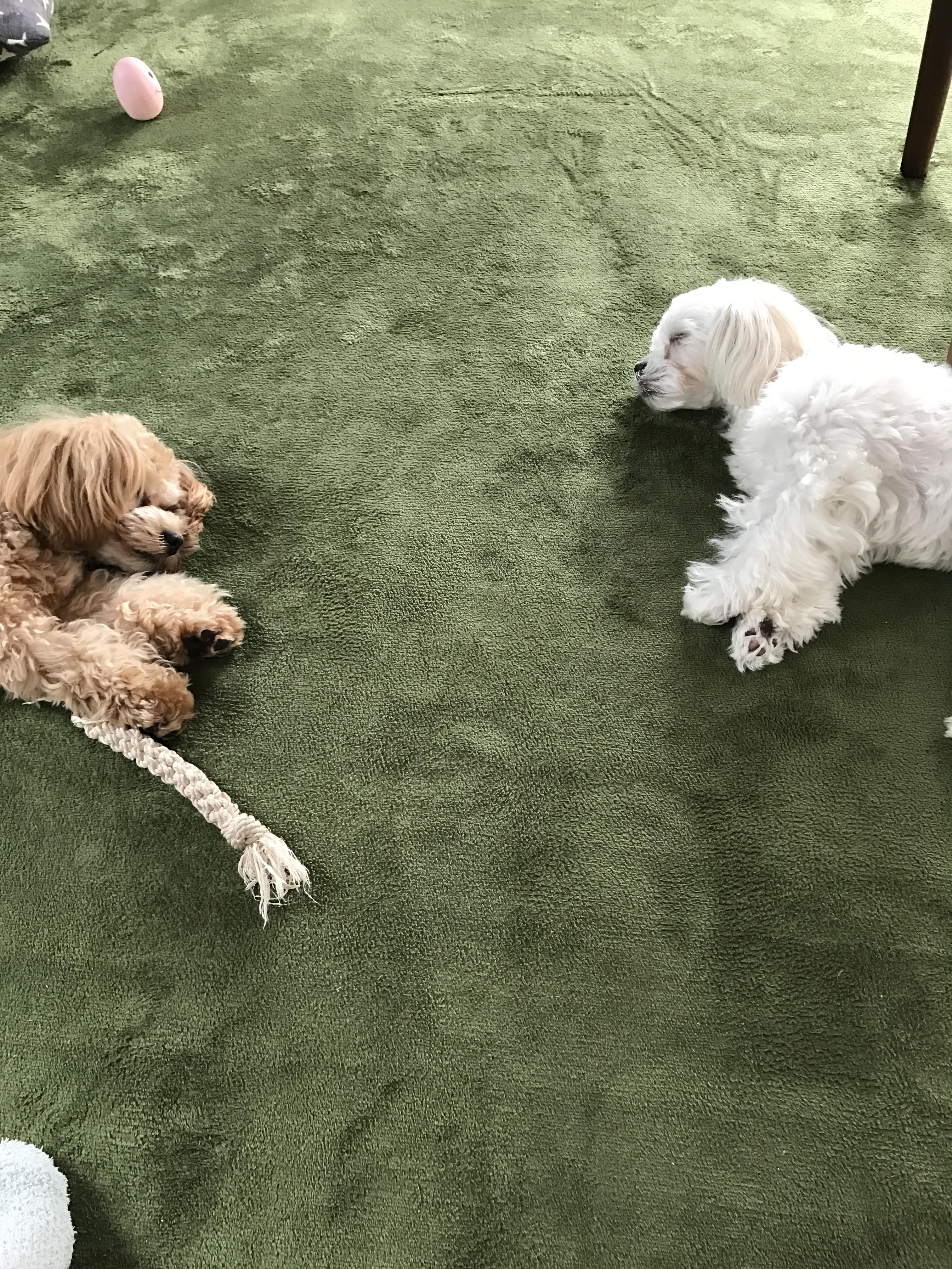 にこにこわんこ　ブログ記事写真　犬